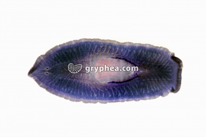 Planaire entière (Bdelloura) x6 - gryphea.org